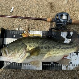 ラージマウスバス