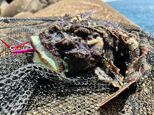 トウベツカジカの釣果