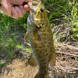 スモールマウスバス