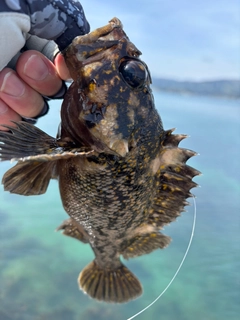 オウゴンムラソイの釣果