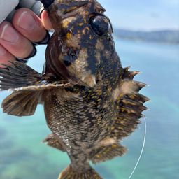 オウゴンムラソイ