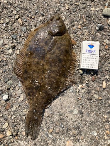 カレイの釣果