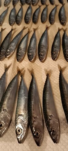 サバの釣果