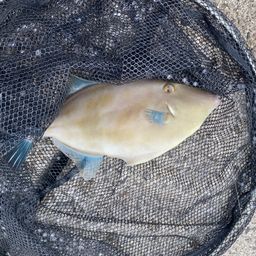ウマヅラハギ