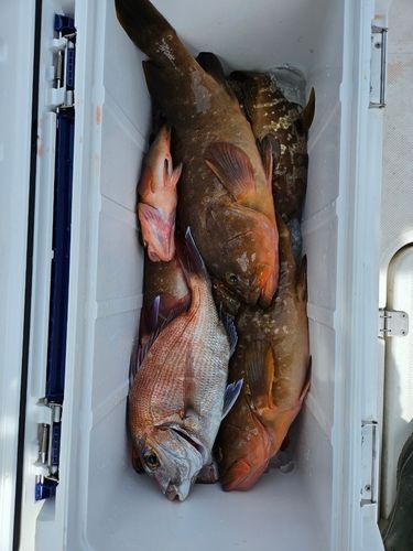 アコウの釣果