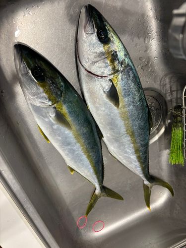 ヒラマサの釣果