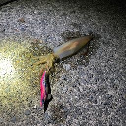 コウイカ