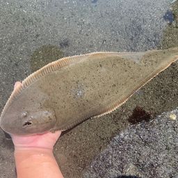 クロウシノシタ