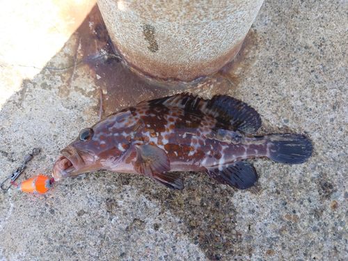 キジハタの釣果