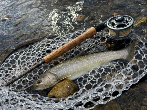 イワナの釣果