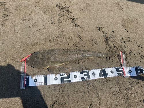 マゴチの釣果