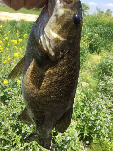 スモールマウスバスの釣果
