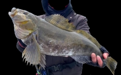 アイナメの釣果
