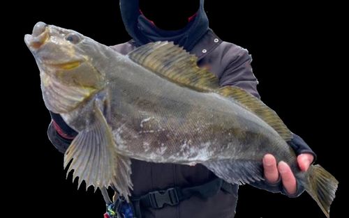アイナメの釣果