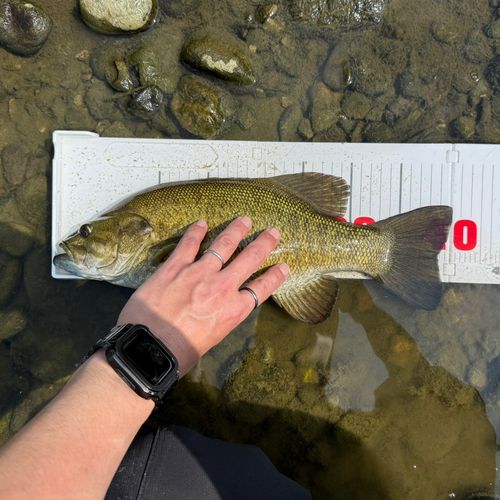 スモールマウスバスの釣果