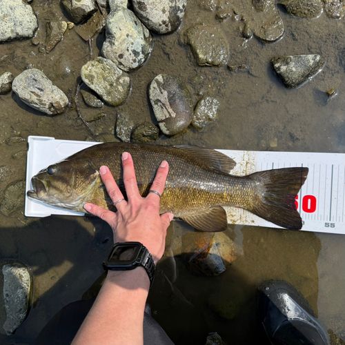 スモールマウスバスの釣果