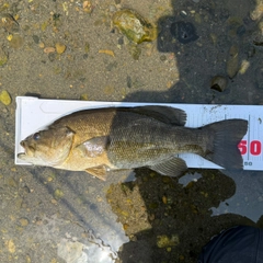 スモールマウスバスの釣果