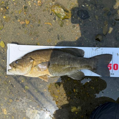 スモールマウスバスの釣果