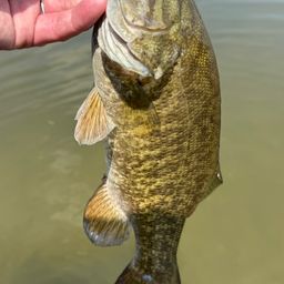 スモールマウスバス