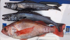 アカムツの釣果