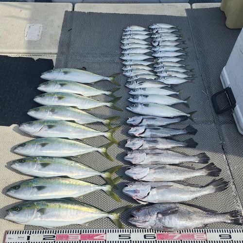 クログチの釣果