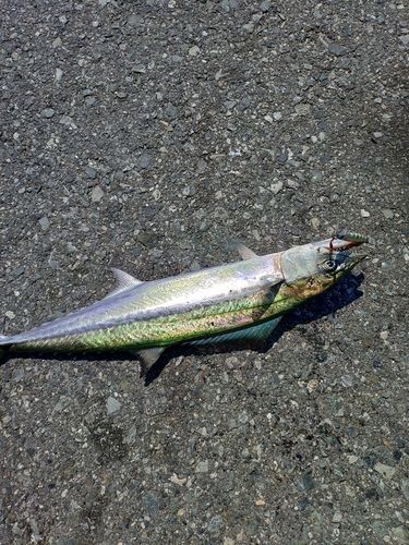 サゴシの釣果