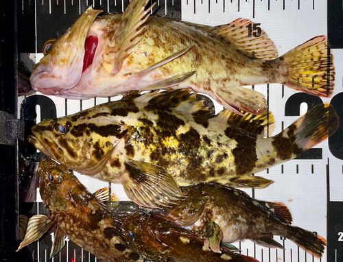 カサゴの釣果