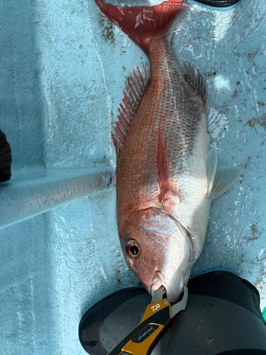マダイの釣果