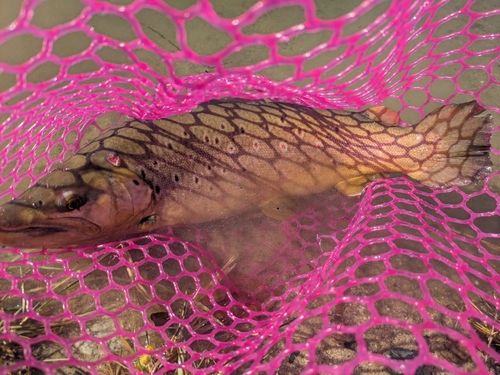 ブラウントラウトの釣果