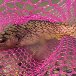 ブラウントラウト