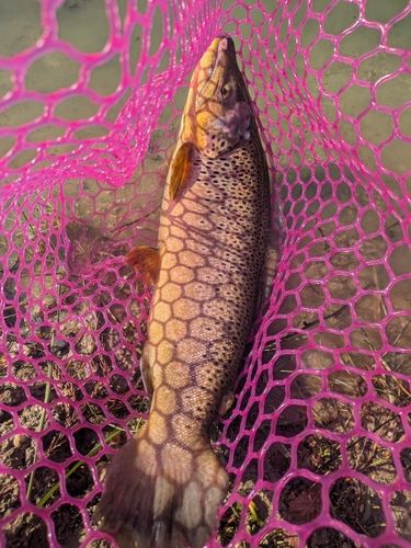 ブラウントラウトの釣果