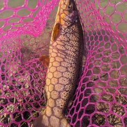 ブラウントラウト