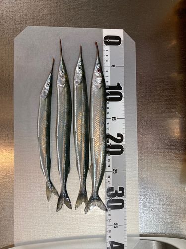 サヨリの釣果