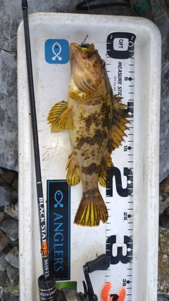 タケノコメバルの釣果