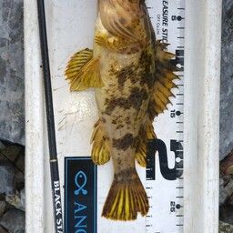 タケノコメバル