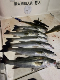 シーバスの釣果