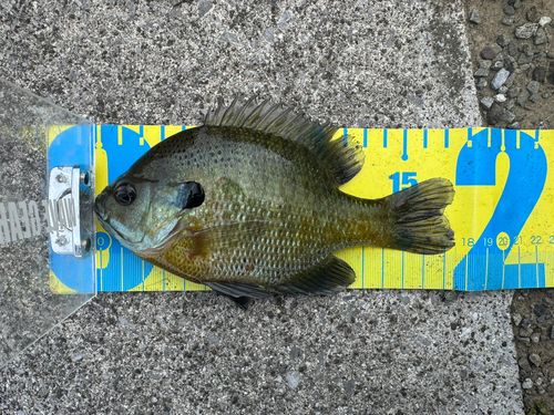 ブルーギルの釣果