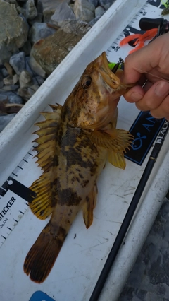 タケノコメバルの釣果