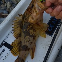 タケノコメバル