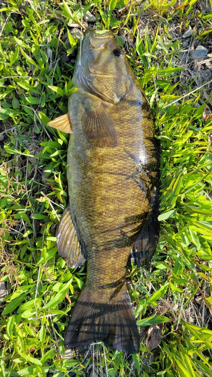 スモールマウスバス