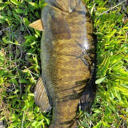 スモールマウスバス