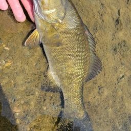 スモールマウスバス