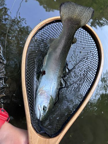 ニジマスの釣果