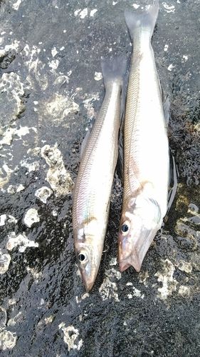 シロギスの釣果