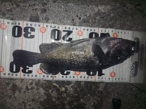 クロソイの釣果