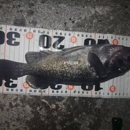 クロソイ