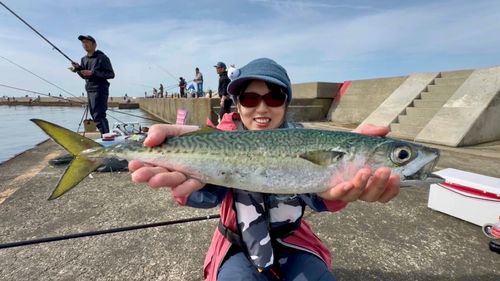 サバの釣果