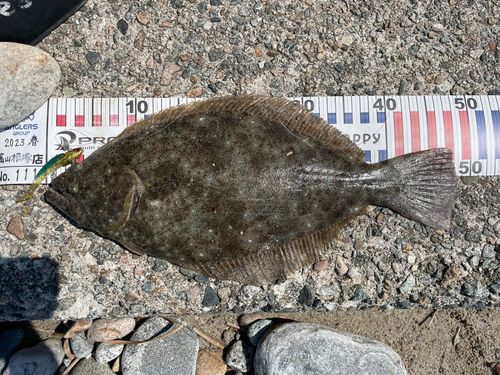 ヒラメの釣果
