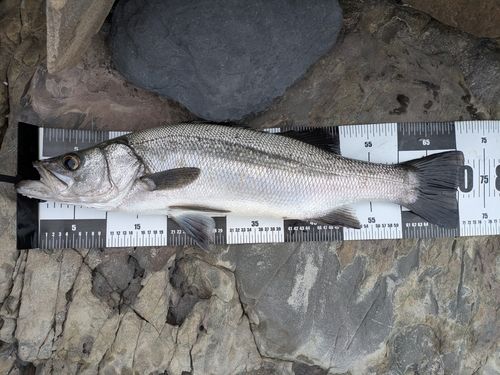 ヒラスズキの釣果