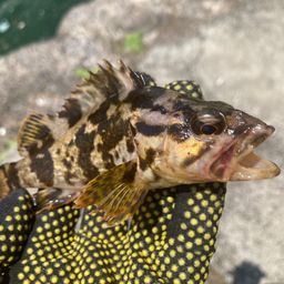 タケノコメバル